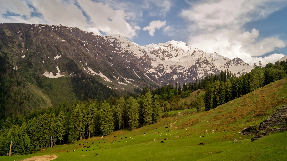 A meadow with snow peaks inside the Great Himalayan National Park