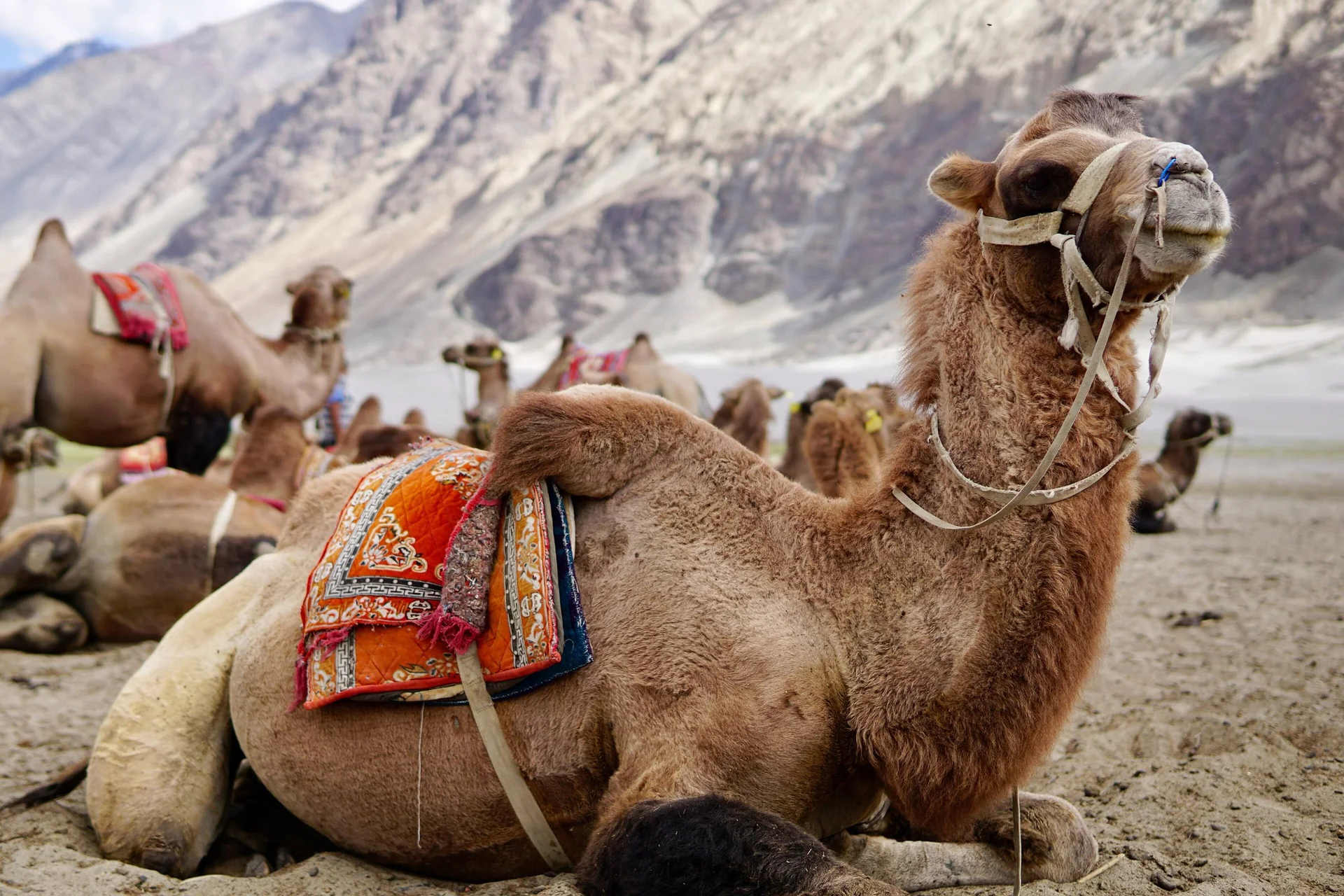 Bactrian camels resting on the Hunder sand dunes, Nubra