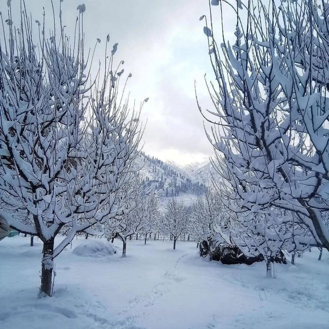 Apple trees under snow