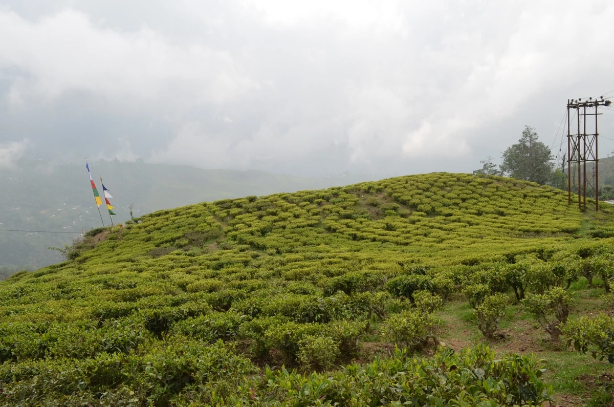 Rows of tea bushes covering a rounded green hill at the Happy Valley Tea Estate under a cloudy sky, with prayer flags at the top
