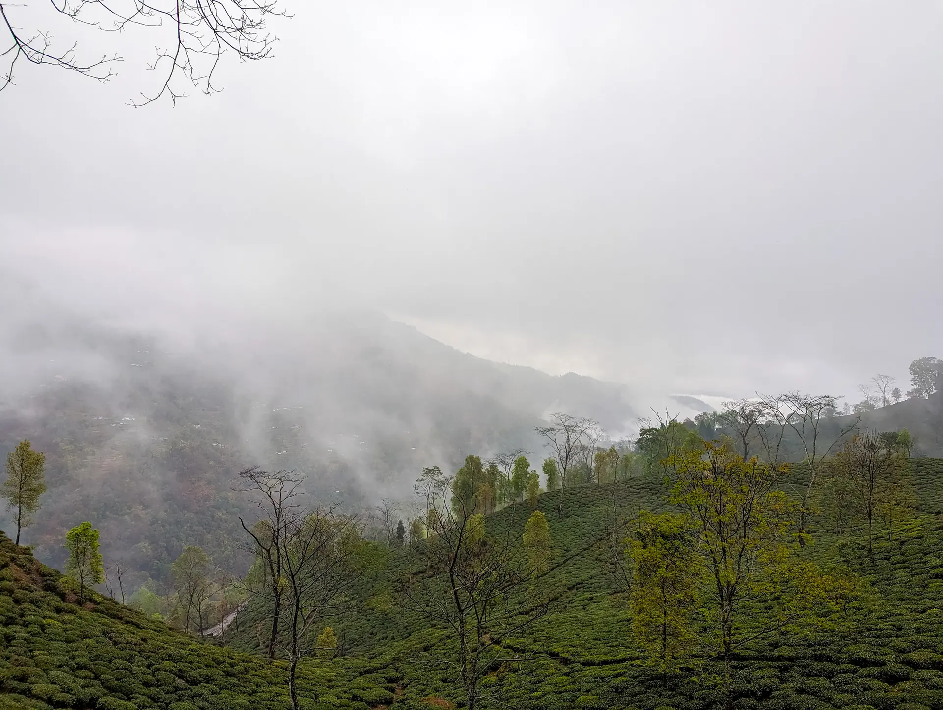 Cloud drifting over rows of tea bushes and young trees on a hillside in the Darjeeling tea country