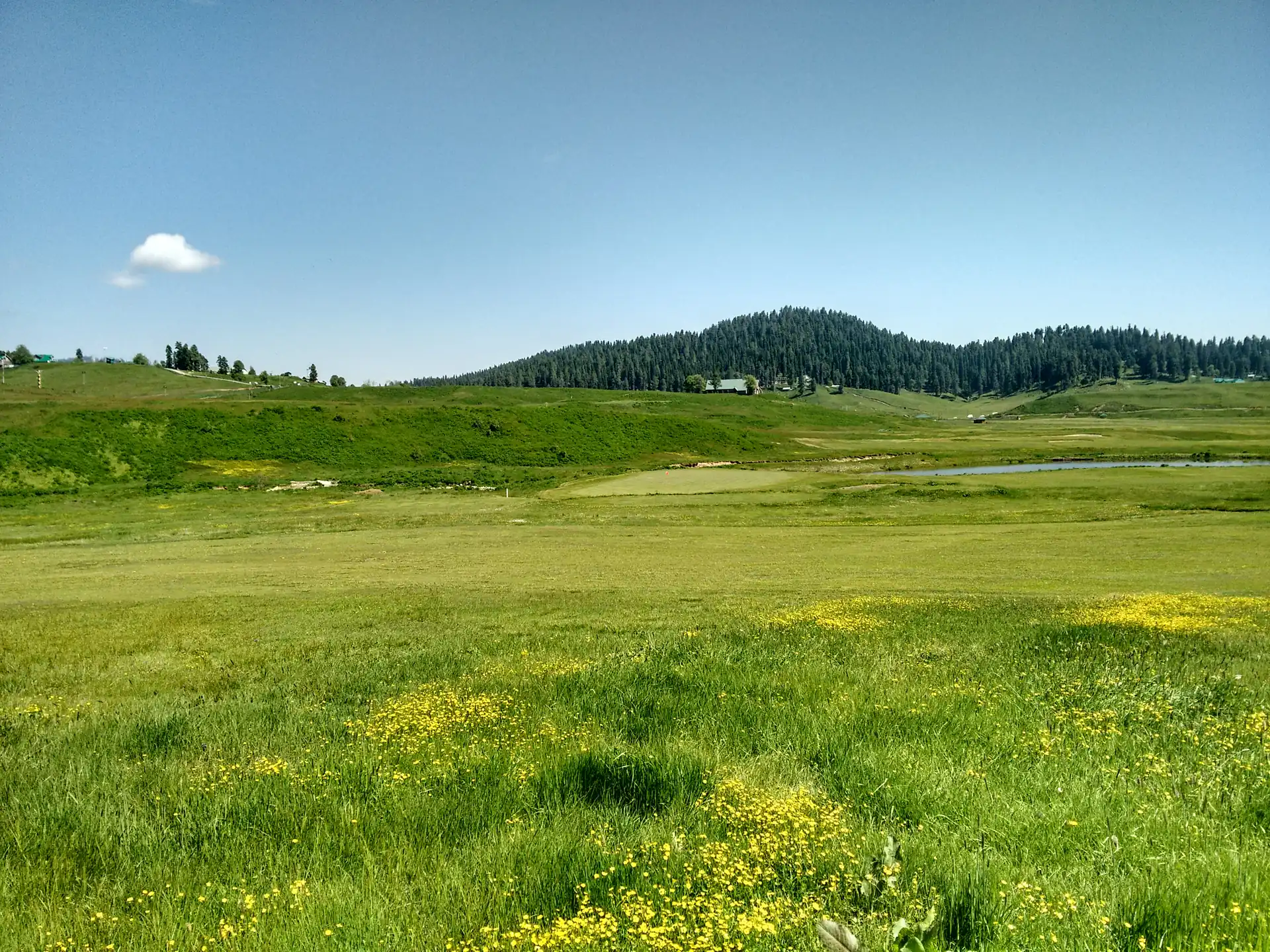 A wide green alpine meadow with a forested ridge and a clear blue sky above in Gulmarg Wildlife Sanctuary