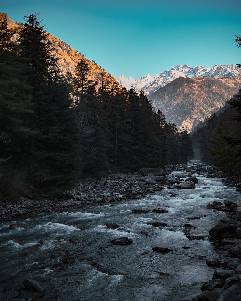 The Parvati running high through pines below Kasol