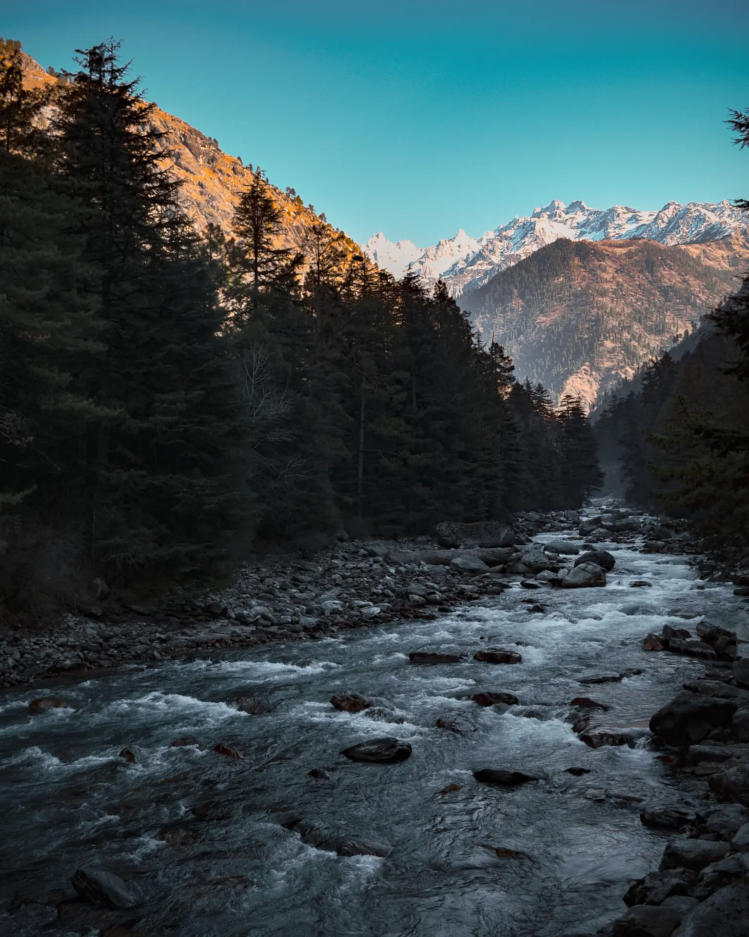 The Parvati through pines on the Chalal side