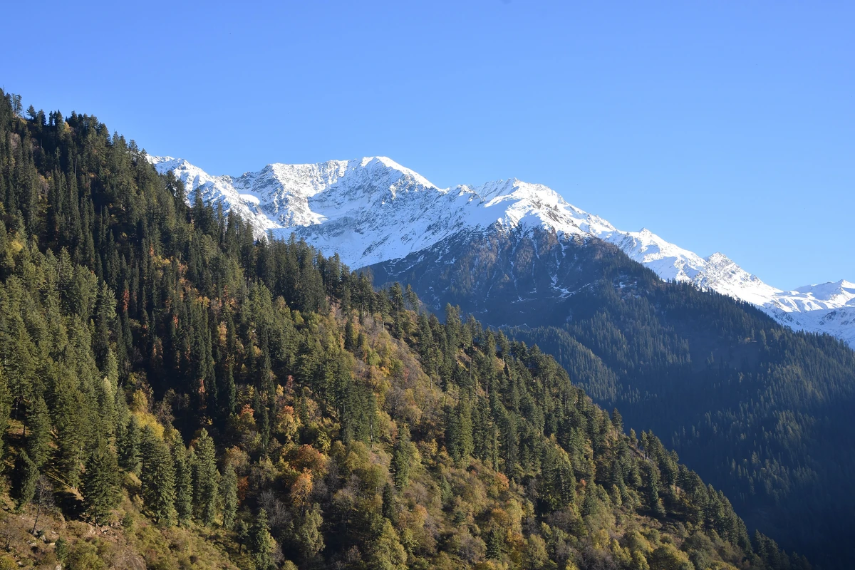 Autumn trees below fresh snow on the Parvati range in November