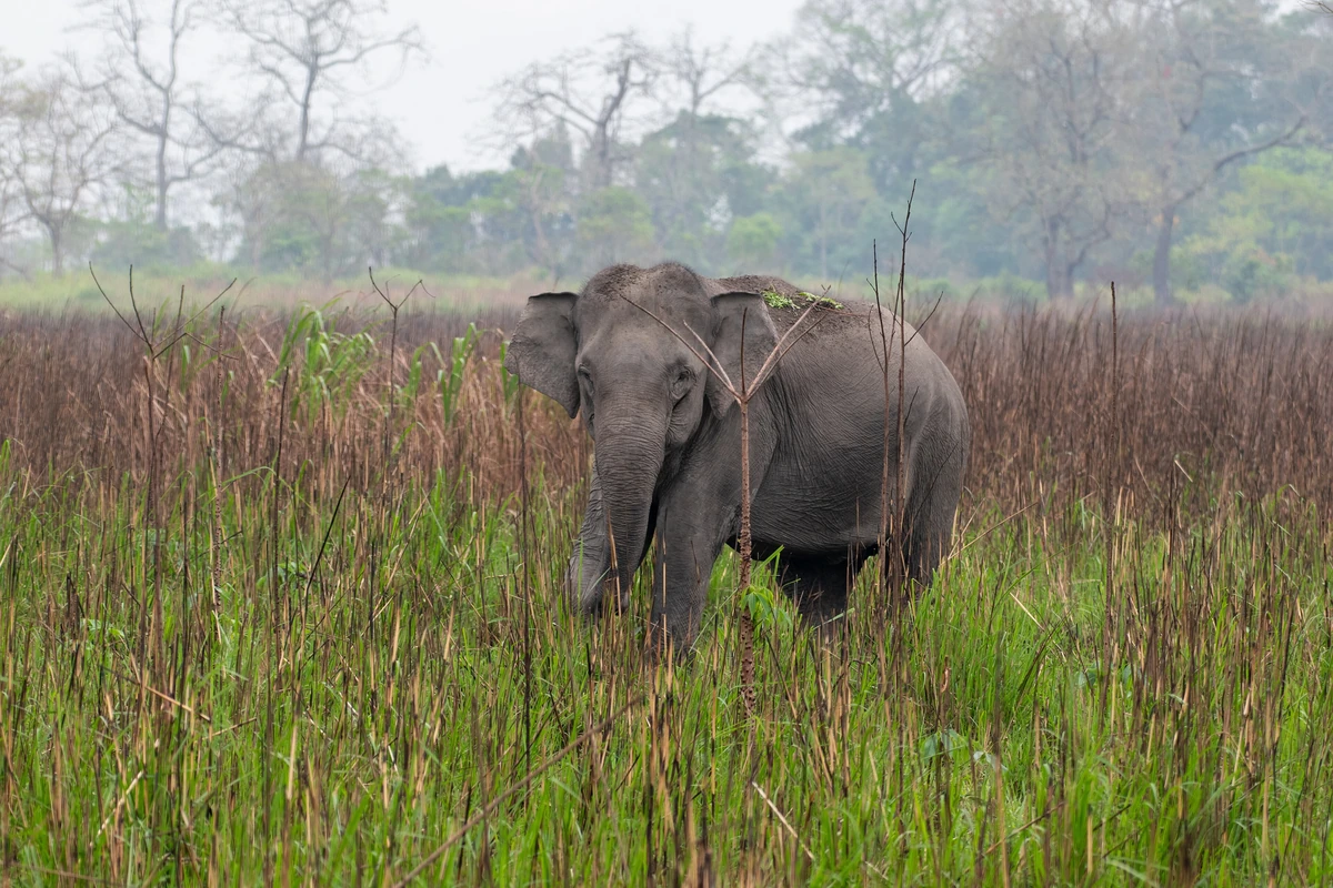 A wild elephant standing in tall brown elephant grass with a hazy tree line behind