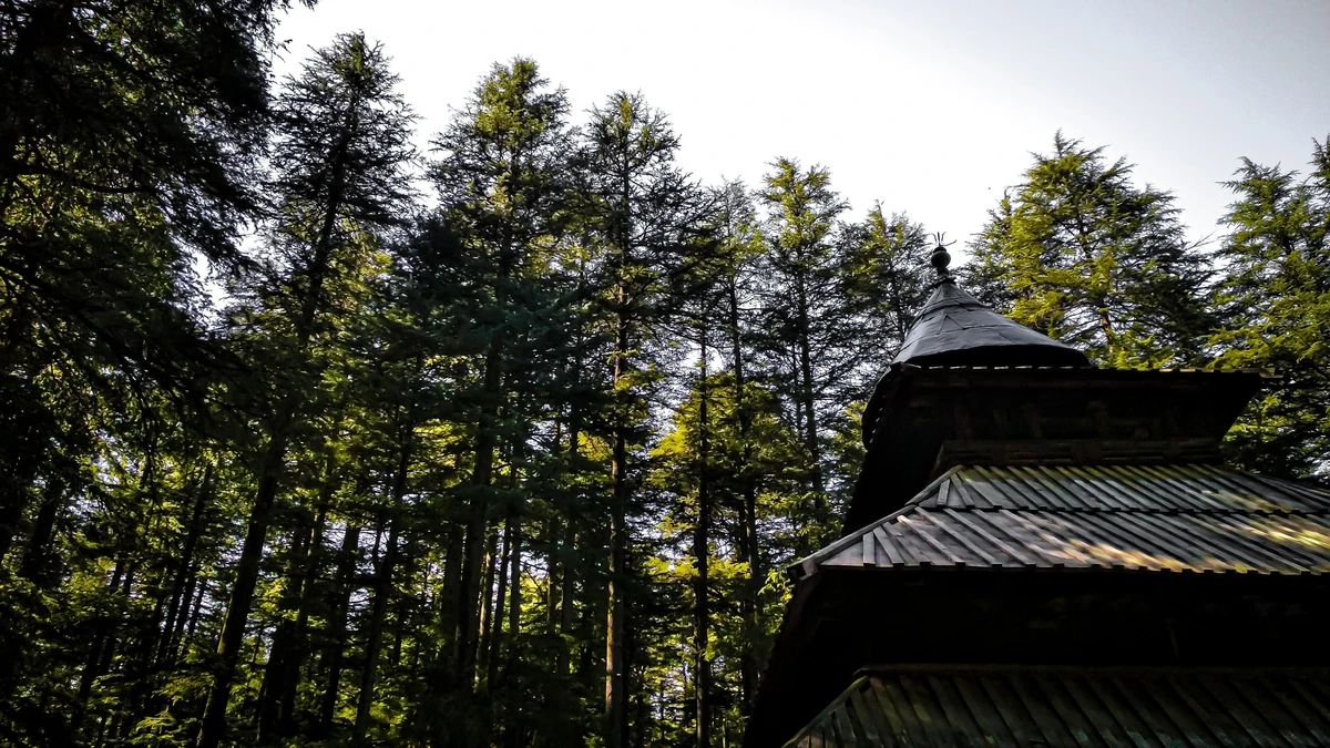 Hadimba temple's pagoda roofs among deodars