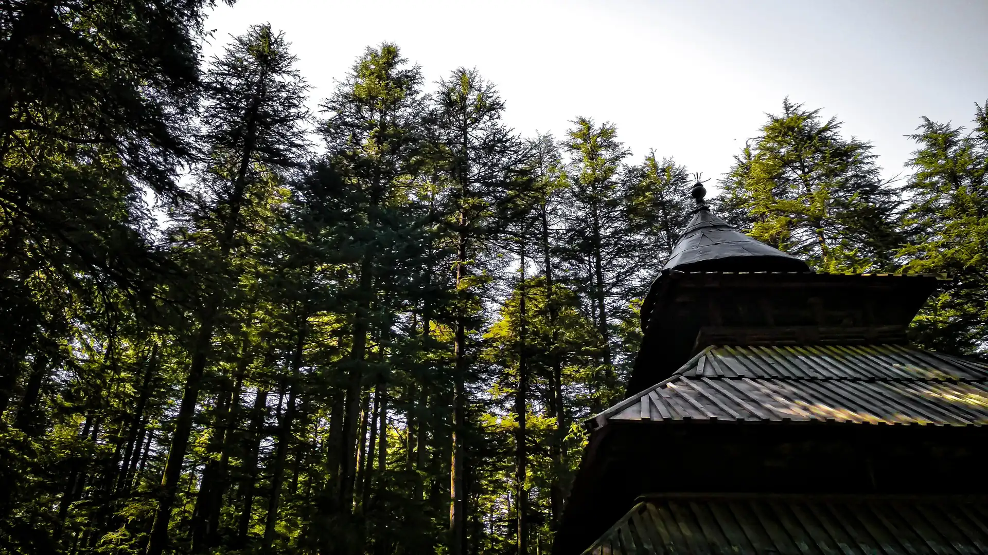 Hadimba temple's pagoda roofs among deodars