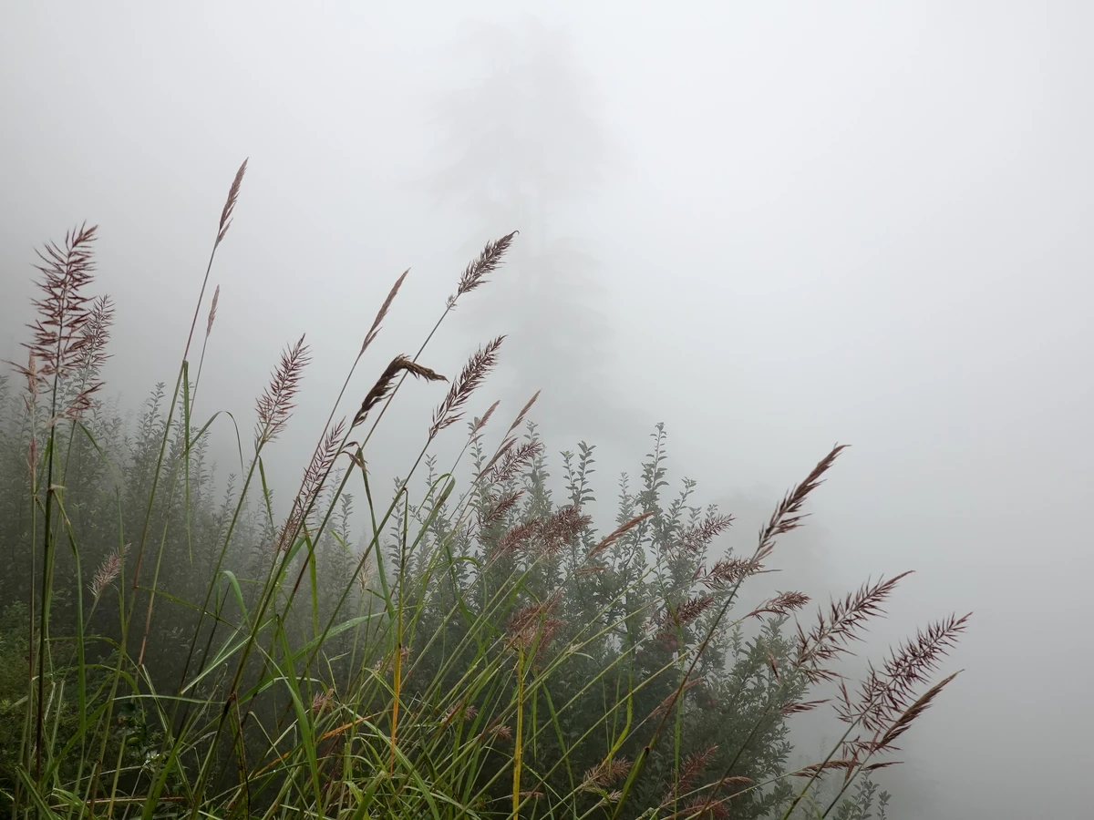 Monsoon mist through grass and deodars near Manali