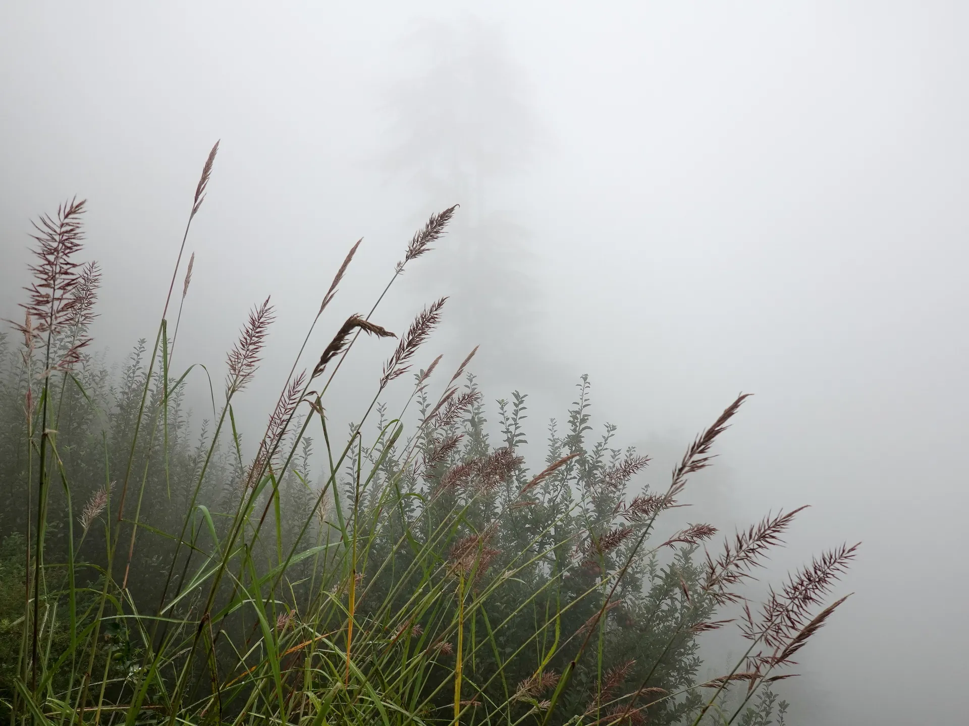 Monsoon mist through grass and deodars near Manali