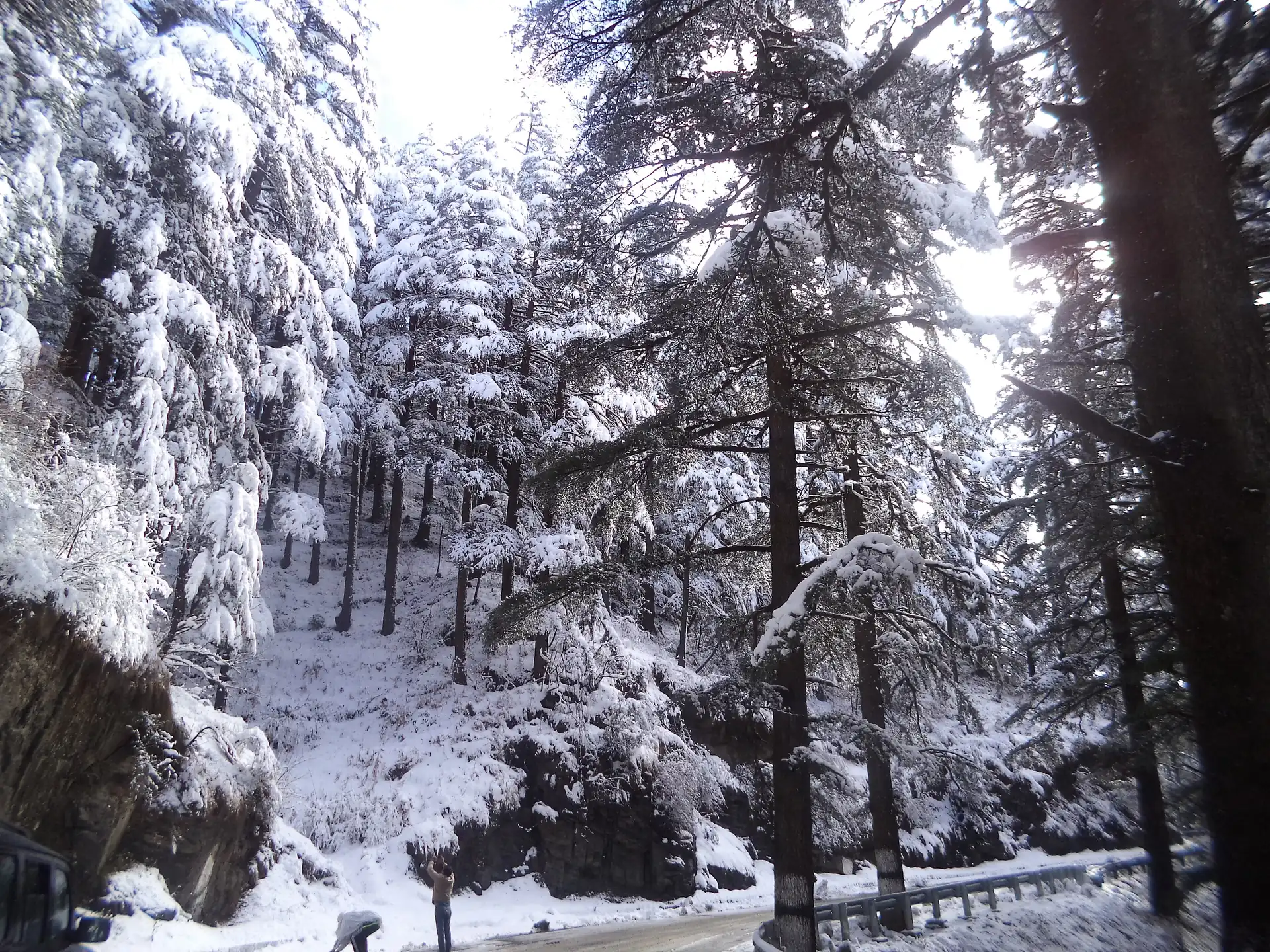 Deodars heavy with fresh snow