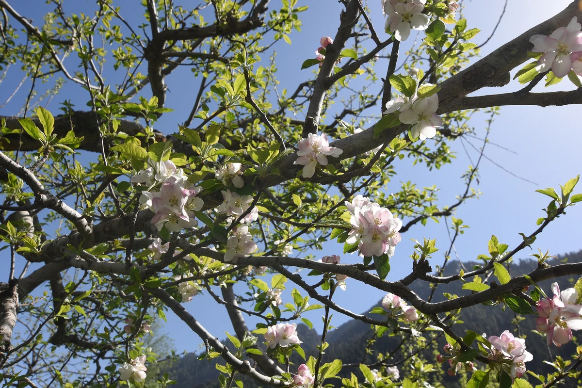 Apple blossom against the sky in a Manali orchard