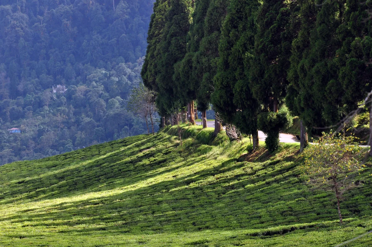 Rows of tea bushes on a sunny slope at the Temi Tea Garden with tall dark trees and blue hills behind