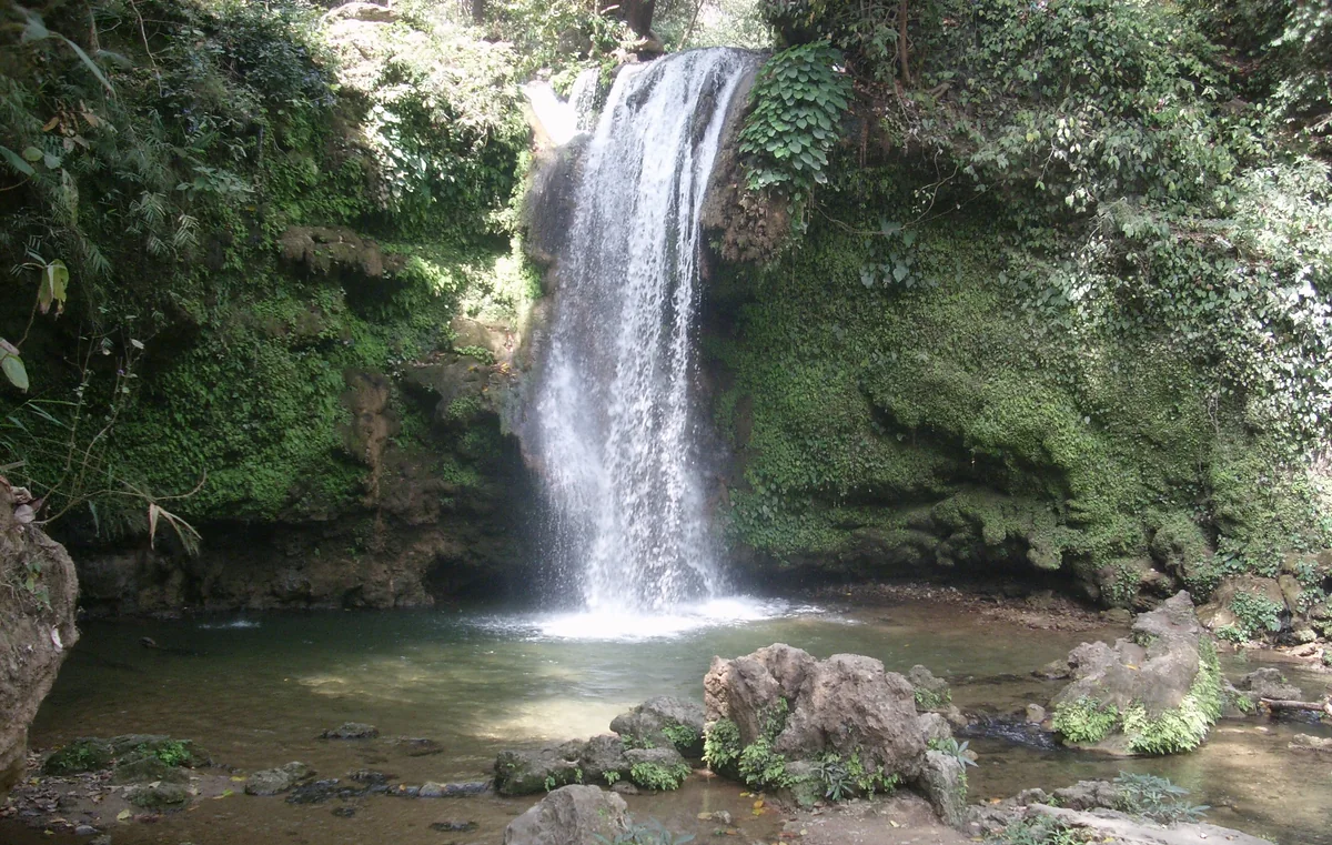 A waterfall dropping over a moss-covered rock wall into a green pool among thick forest