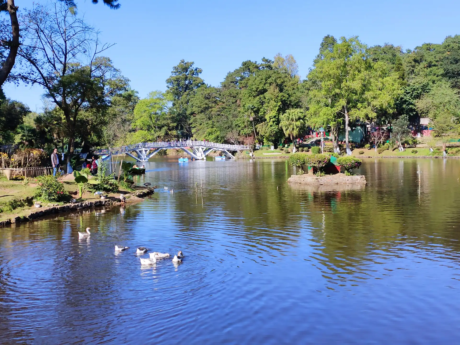 Geese swimming on the clear blue water of Ward's Lake with a footbridge, green trees and a grassy shore behind