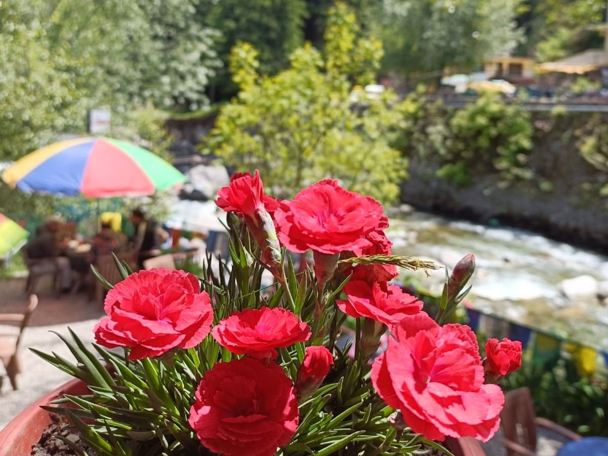 Roses on the rail above the river