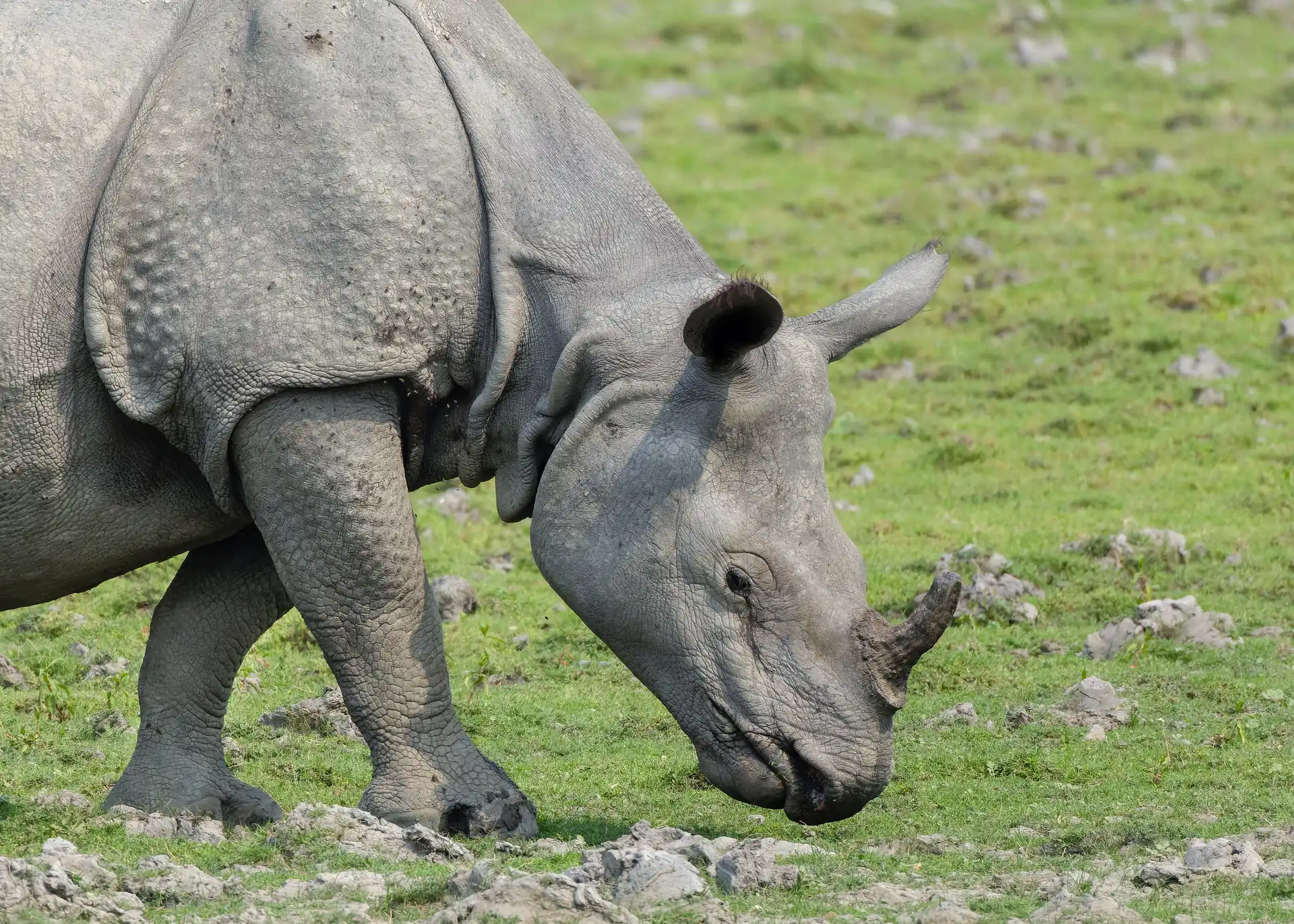 A one-horned rhinoceros grazing on short green grass with a stand of grey boulders behind