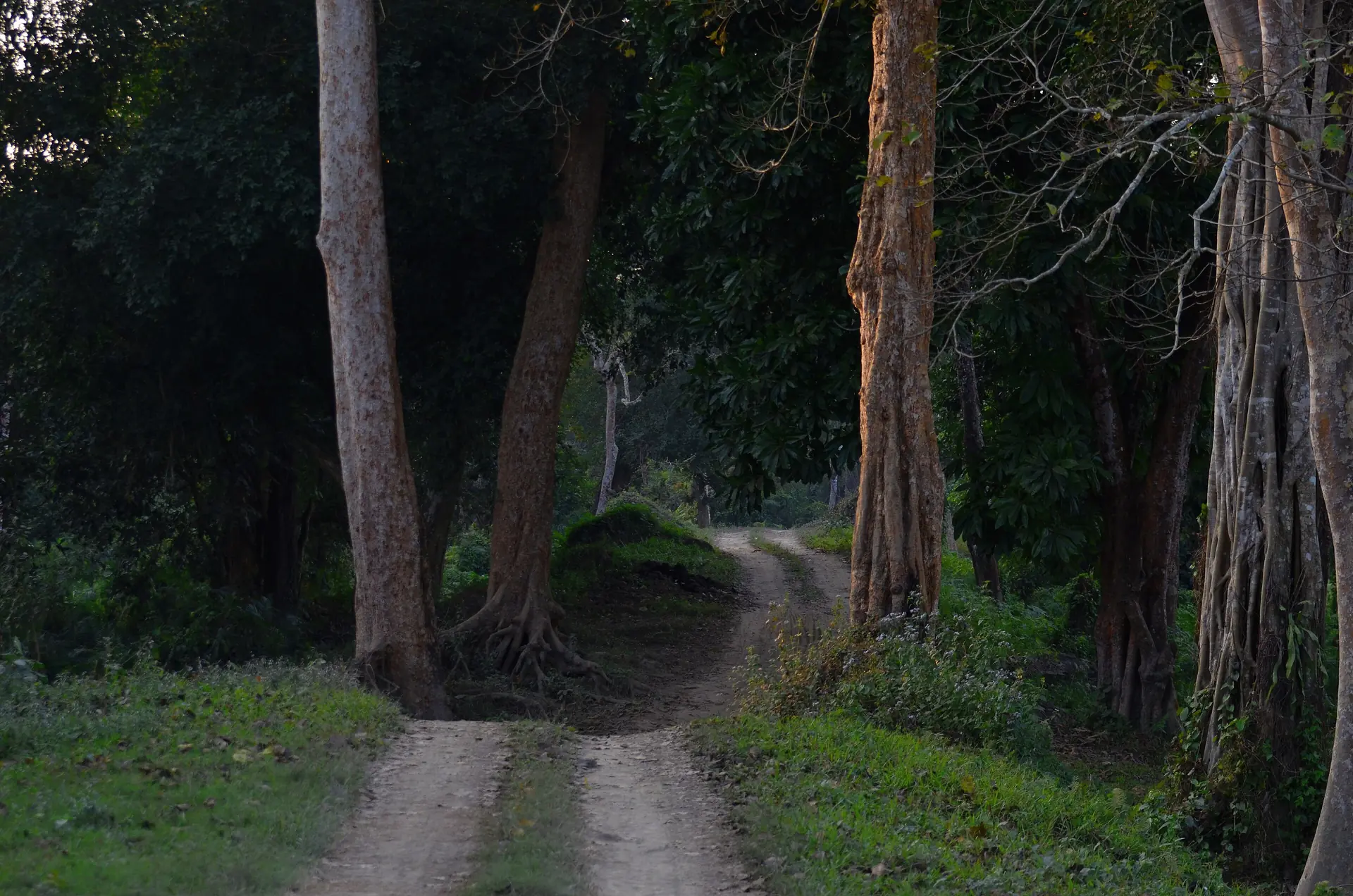 A dirt track running through tall trees and bushes in the forest of Kaziranga