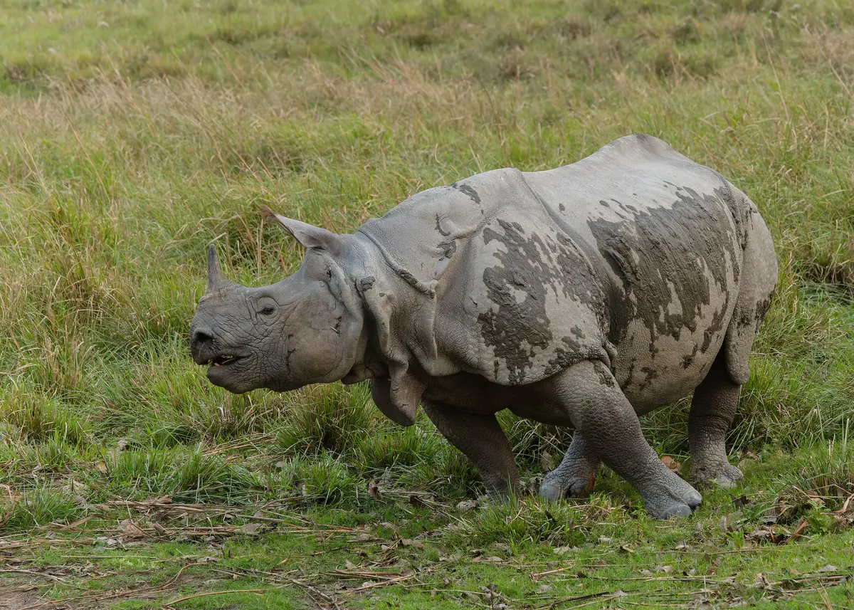 A young one-horned rhinoceros with mud on its grey armoured hide walking through short grass, in Kaziranga
