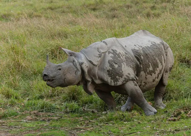 A young one-horned rhinoceros with mud on its grey armoured hide walking through short grass, in Kaziranga
