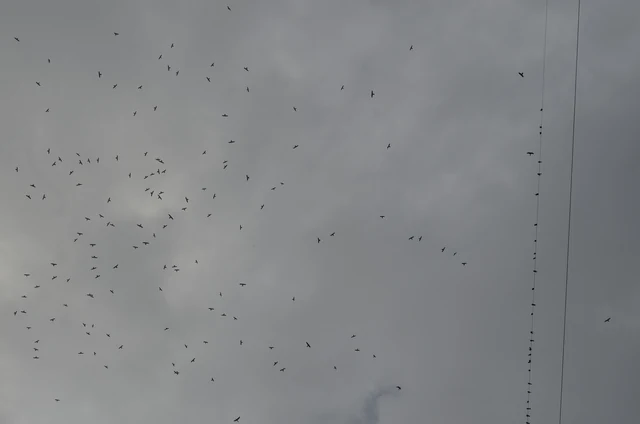 A large flock of Amur falcons wheeling in a grey sky over the Doyang reservoir region of Nagaland