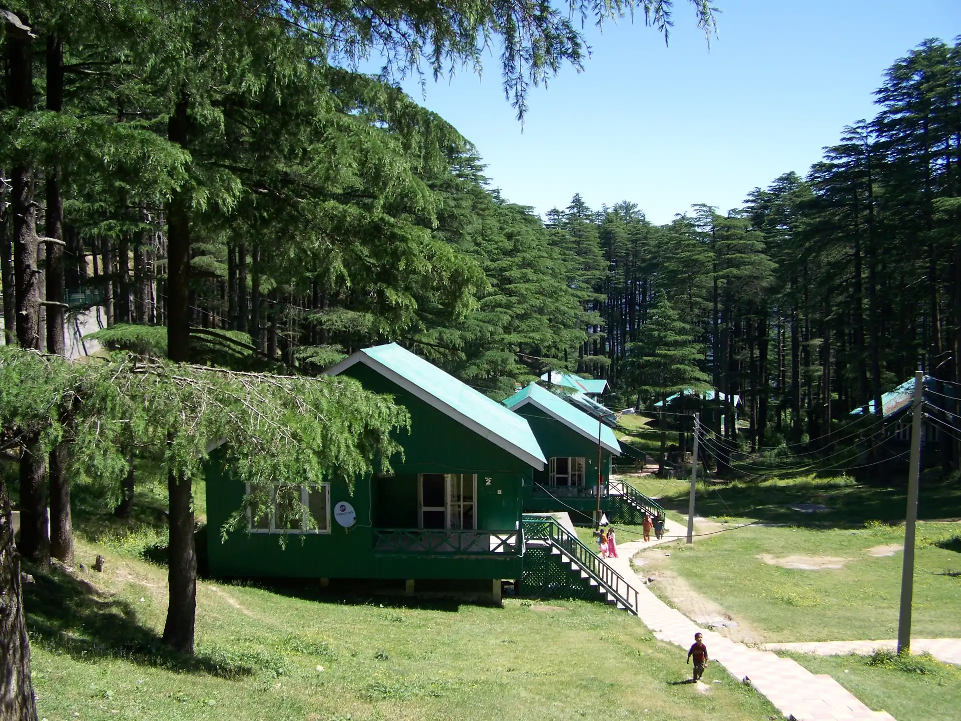 Green wooden cottages beside a path through tall deodar trees on a grassy slope at Patnitop