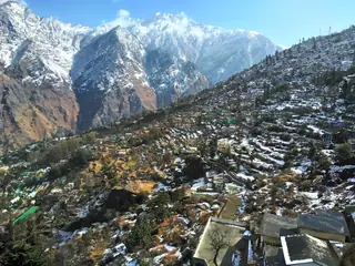Auli