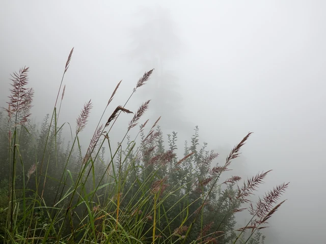 Monsoon mist through grass and deodars near Manali