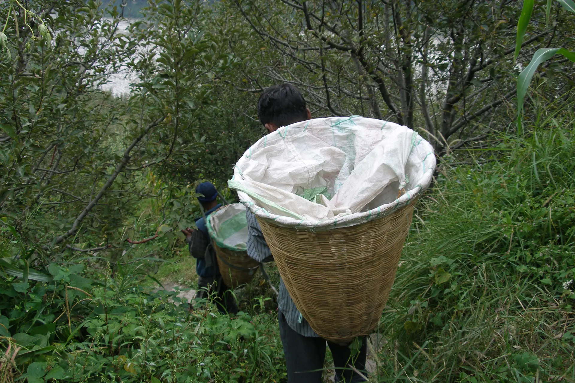 Carrying apples in an orchard at Vashisht