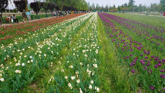 Long rows of red and yellow tulips in bloom running toward tall trees at the Srinagar tulip garden