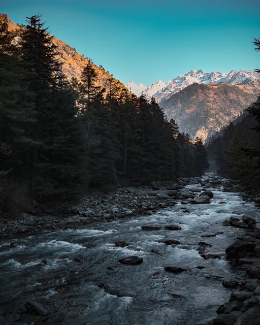 The Parvati through pines on the Chalal side of the river