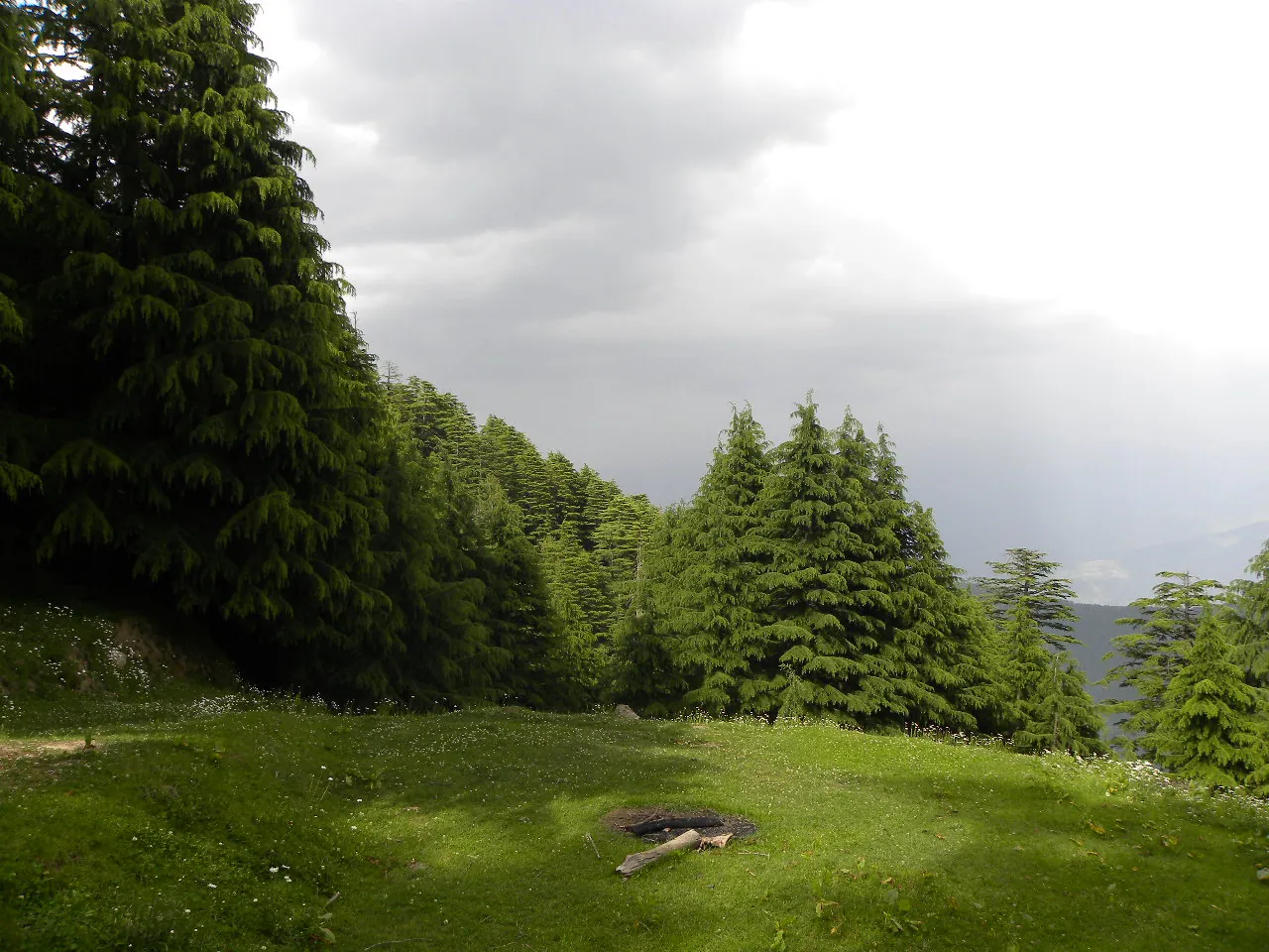 Deodar forest inside Kalatop Wildlife Sanctuary