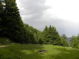 Deodar forest inside Kalatop Wildlife Sanctuary