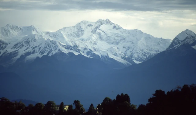 The snow-covered Kangchenjunga massif rising above dark ridges and a line of trees in the foreground