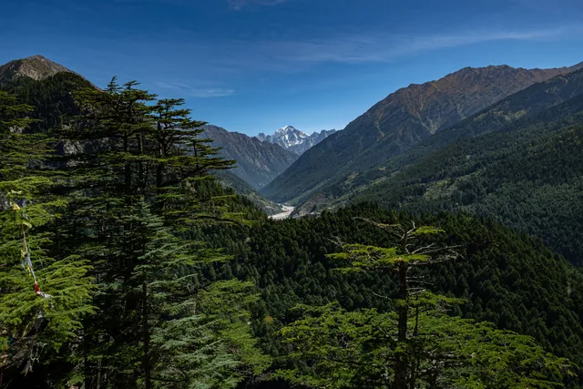 A forested valley of deodar trees with a distant snow peak on the horizon above Harsil
