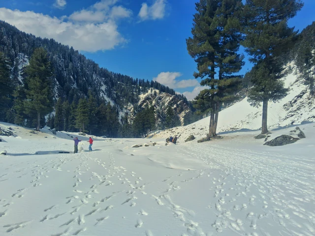 Two people walking in deep snow among pines below a rocky ridge on a clear day in Gulmarg