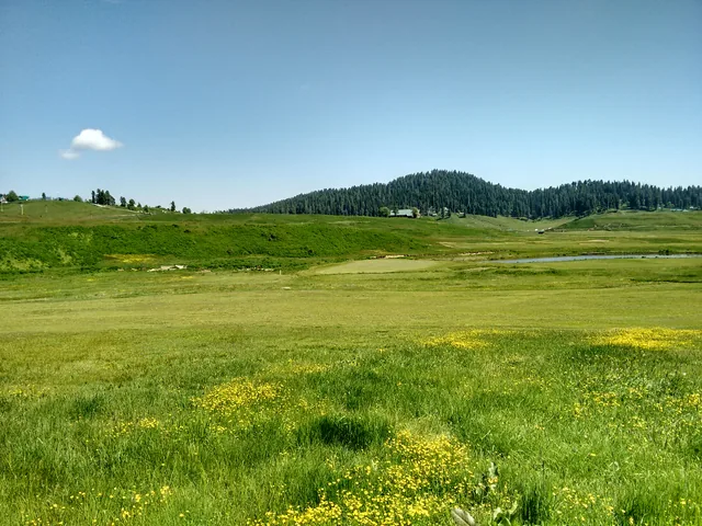 A wide green alpine meadow with a forested ridge and a clear blue sky above in Gulmarg Wildlife Sanctuary