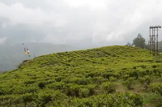 Happy Valley Tea Estate, Darjeeling — the town's second oldest tea garden