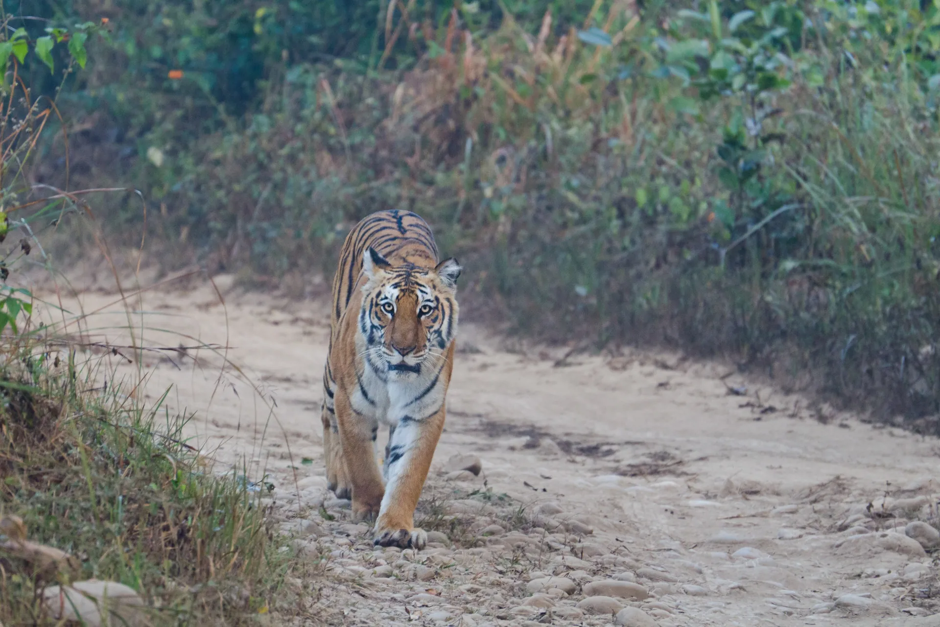 A Bengal tiger walking towards the camera along a sandy forest track beside tall grass