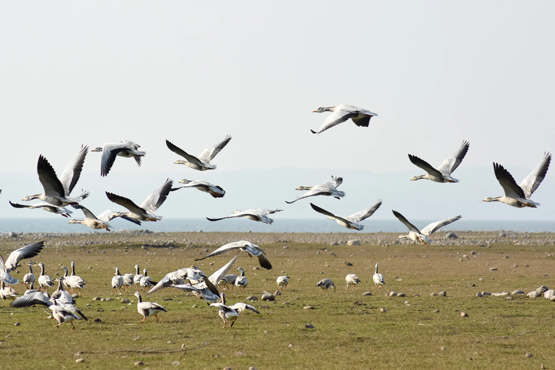 A flock of bar-headed geese in flight over the shore of the Pong reservoir