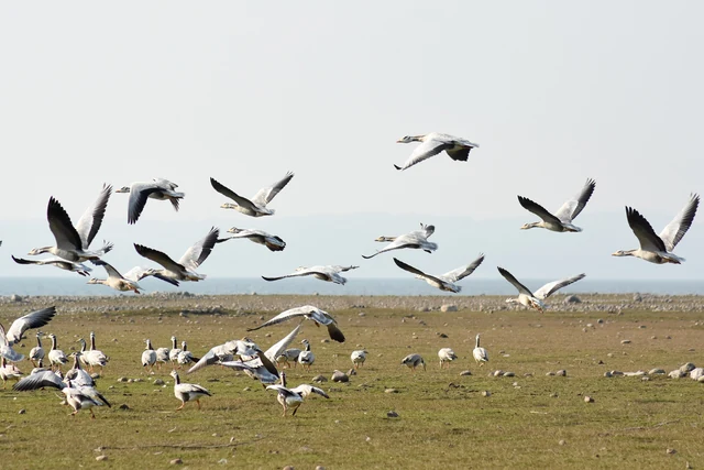 A flock of bar-headed geese in flight over the shore of the Pong reservoir