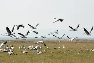 A flock of bar-headed geese in flight over the shore of the Pong reservoir