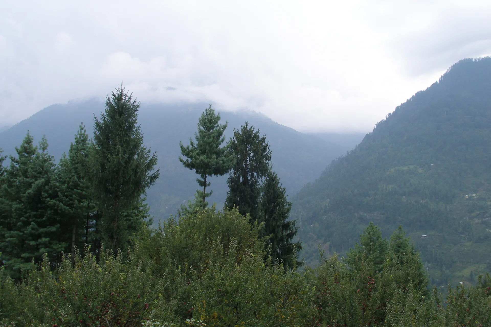 Pine and deodar forest above the Kullu valley
