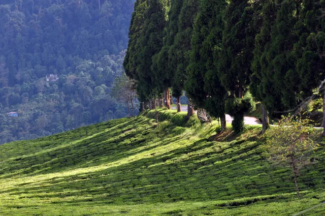 Rows of tea bushes on a sunny slope at the Temi Tea Garden with tall dark trees and blue hills behind