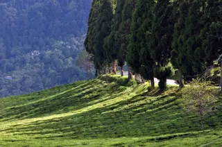 Temi Tea Garden — Sikkim's only tea garden, on the slopes below Tendong