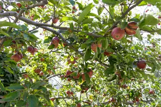 Kotgarh and the apple belt