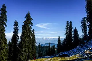 Tall fir trees on Hatu Peak with a snow-covered ridge in the distance