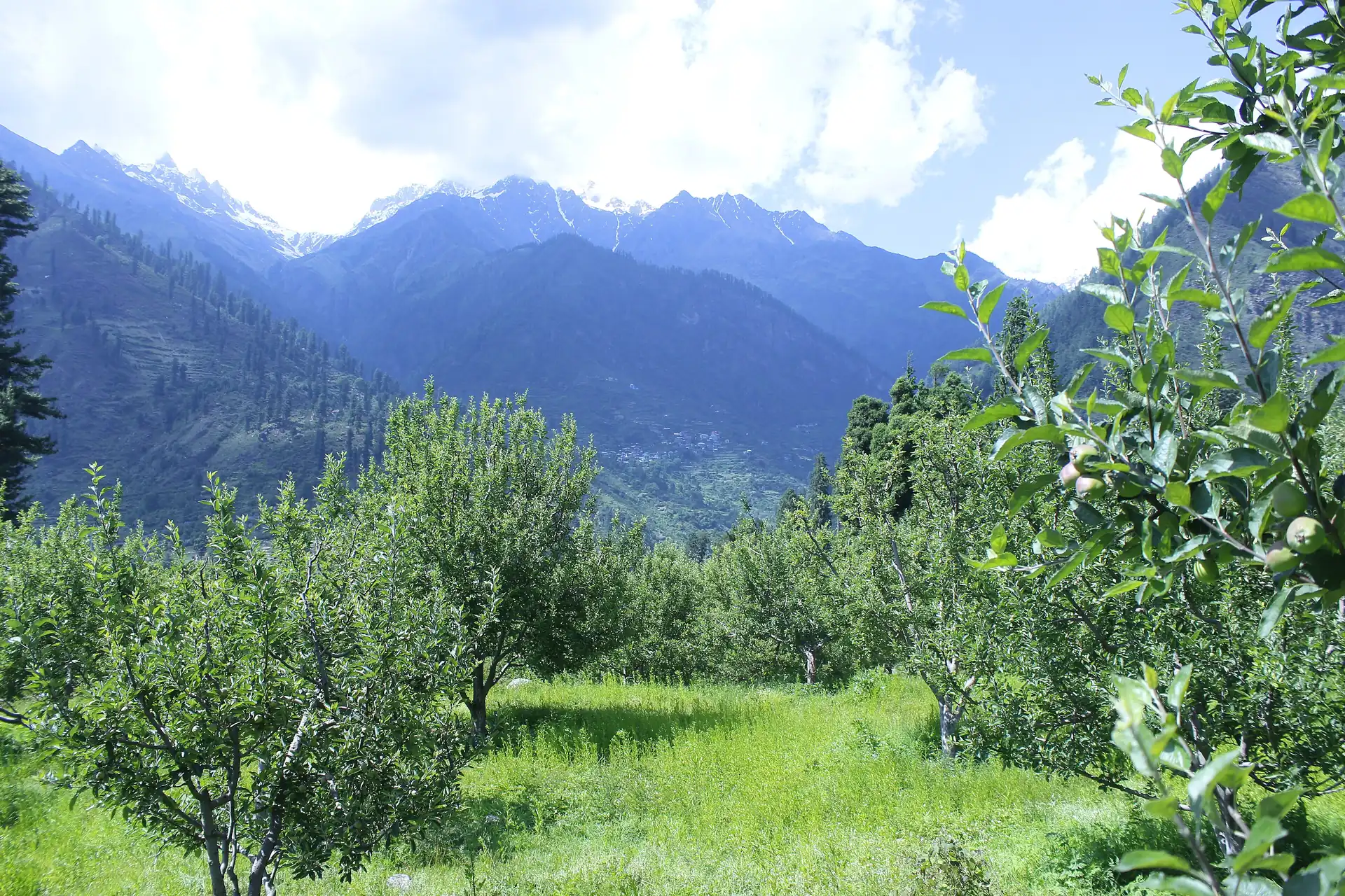 Apple trees and wooden houses at Pulga in the Parvati valley