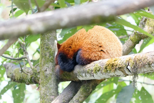 A red panda with russet fur curled asleep on a mossy tree branch among leaves at the Darjeeling zoo