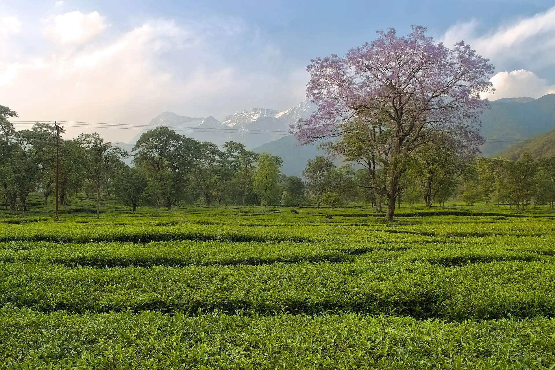A tea garden at Nagri in the Kangra Valley under a flowering tree